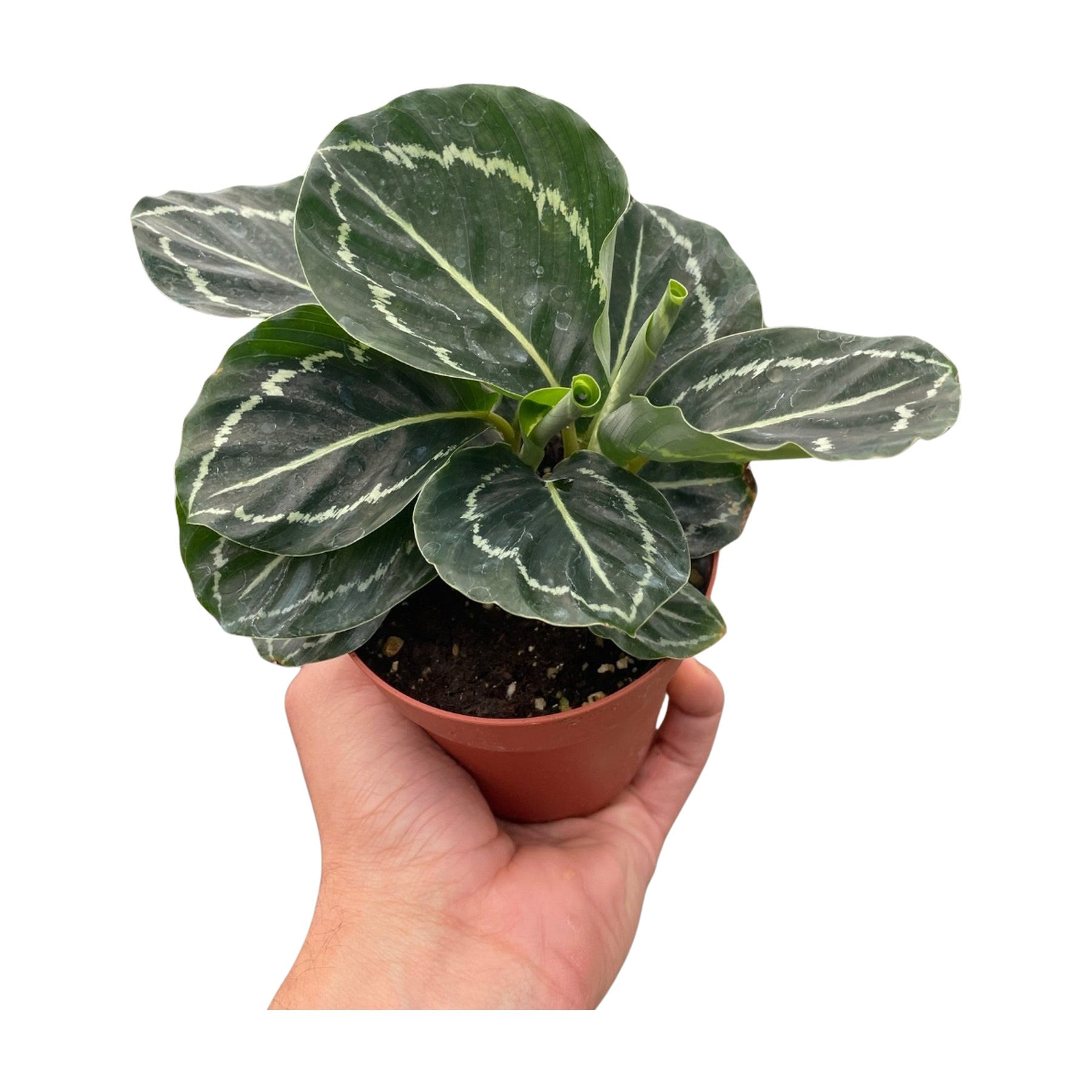 Calathea 'Green Goddess'