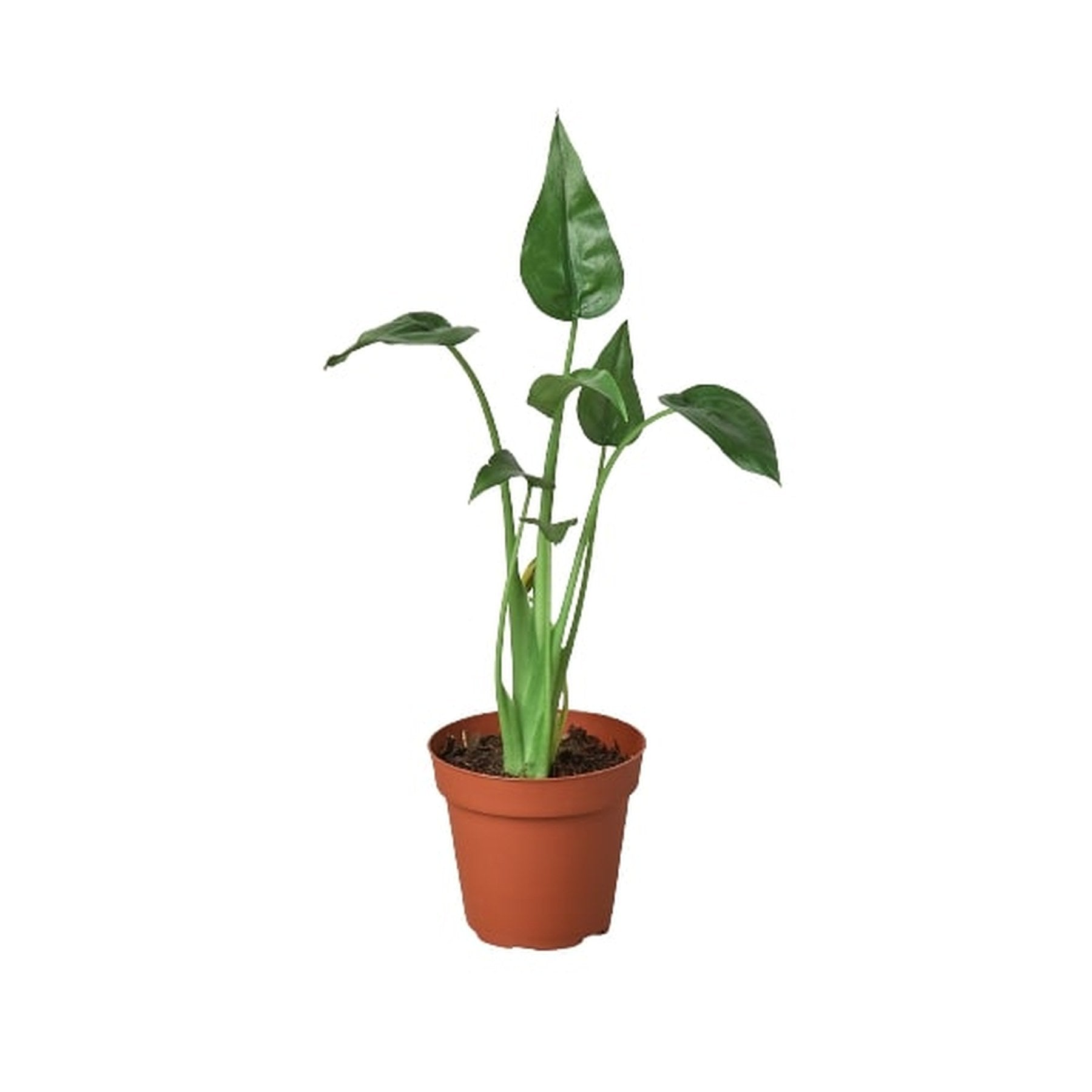 Alocasia 'Tiny Dancer'