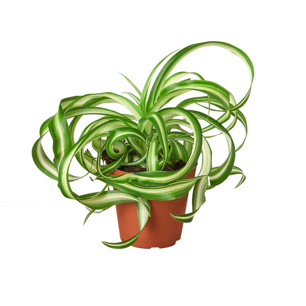 Spider Plant 'Bonnie' Live Plant