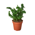 Fern 'Emina'