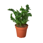 Fern 'Emina'