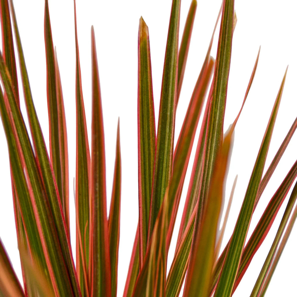 Dracaena 'Colorama' – view 2