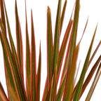 Dracaena 'Colorama' – view 2