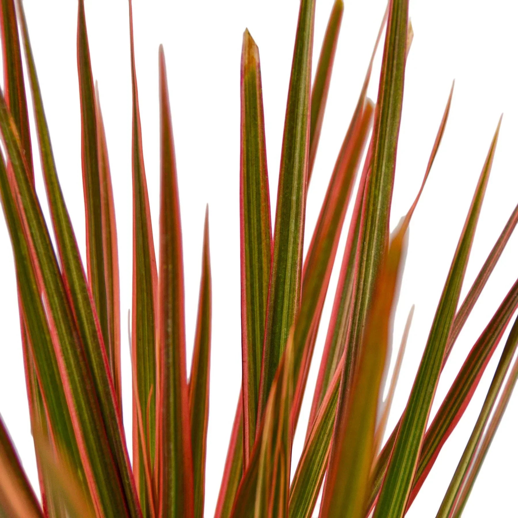 Dracaena 'Colorama' – view 2