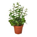 Lipstick Plant Live Plant – 4" Nursery Pot