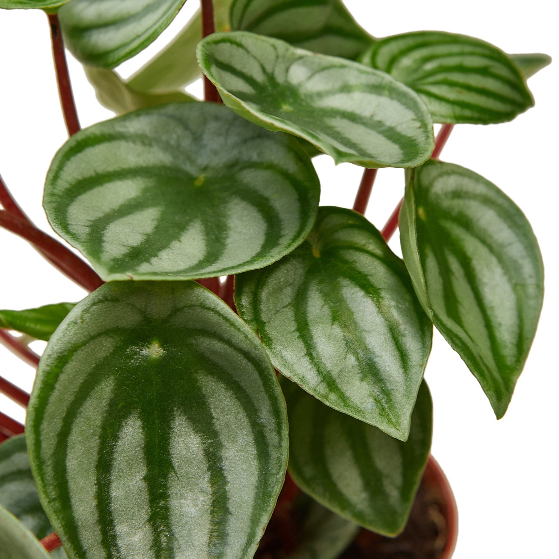 Peperomia Watermelon Live Plant – 6" Nursery Pot