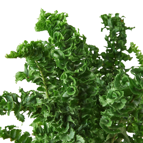 Fern 'Emina' – view 2