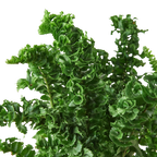 Fern 'Emina' – view 2