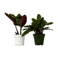 2 Calathea Plants Variety Pack