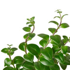 Lipstick Plant – view 2