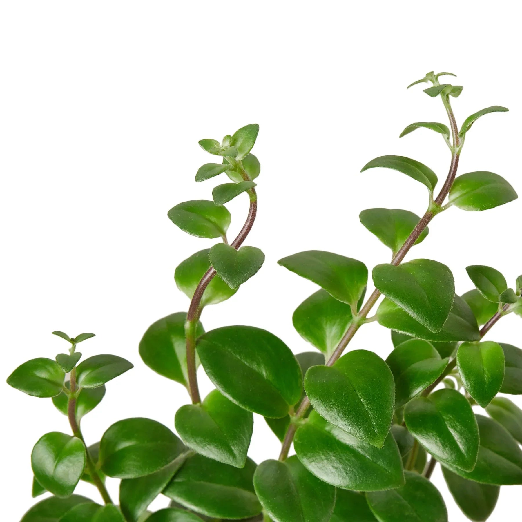 Lipstick Plant – view 2