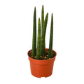 Snake Plant Cylindrica Live Plant – 4" Nursery Pot