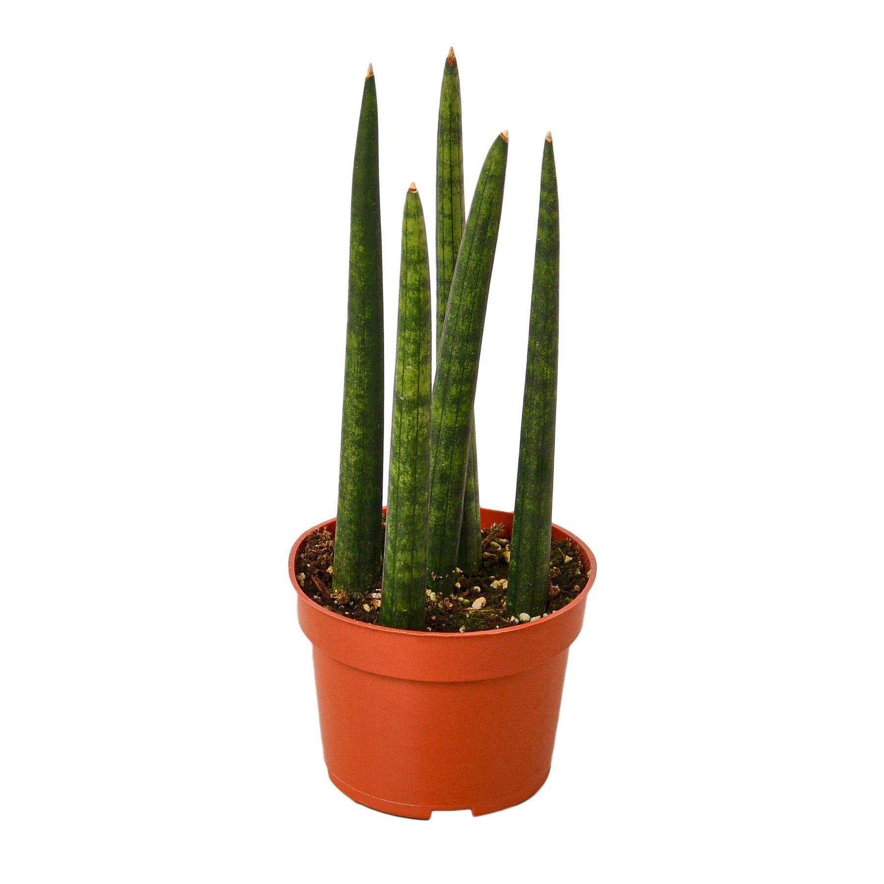 Snake Plant Cylindrica Live Plant – 4" Nursery Pot