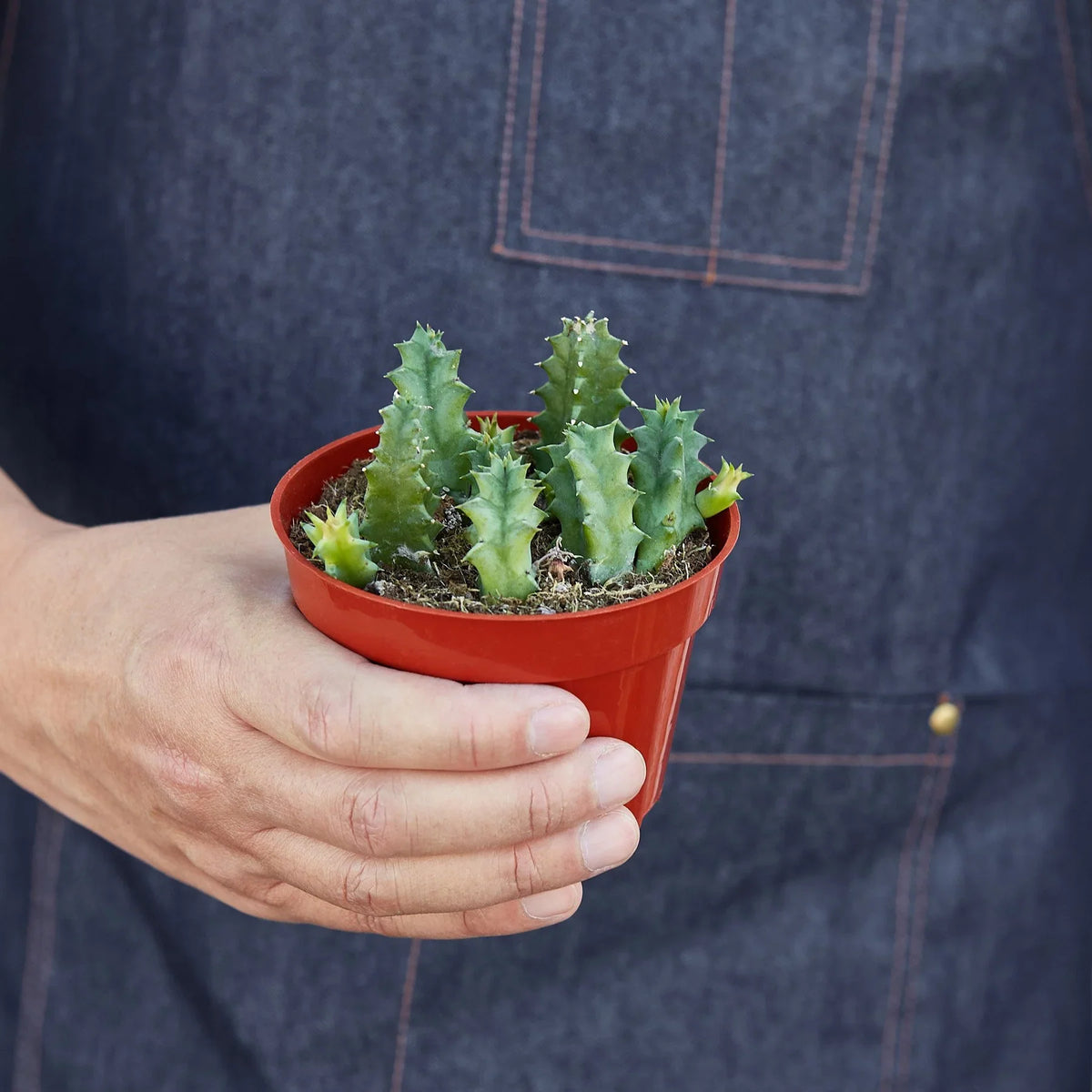 Lifesaver Cactus – view 3
