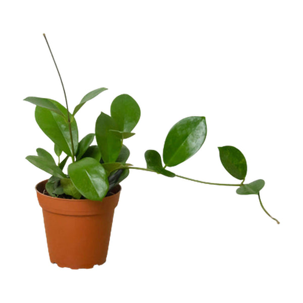 Hoya 'Australis' Live Plant