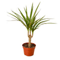 Dracaena Marginata Cane Live Plant – 4" Nursery Pot