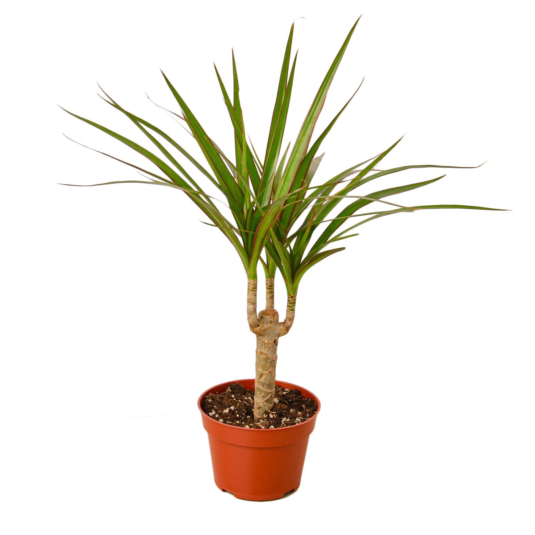 Dracaena Marginata Cane Live Plant – 4" Nursery Pot