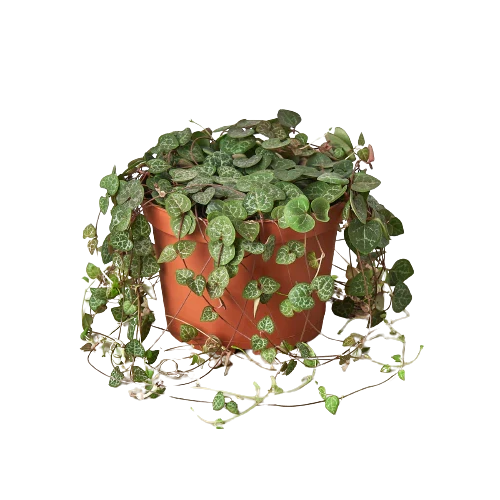 Succulent 'String of Hearts' – view 2