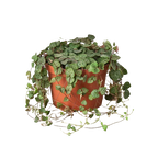 Succulent 'String of Hearts' – view 2