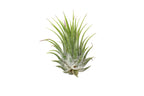 Tillandsia Air Plant Ionantha - 25 Pack – view 2