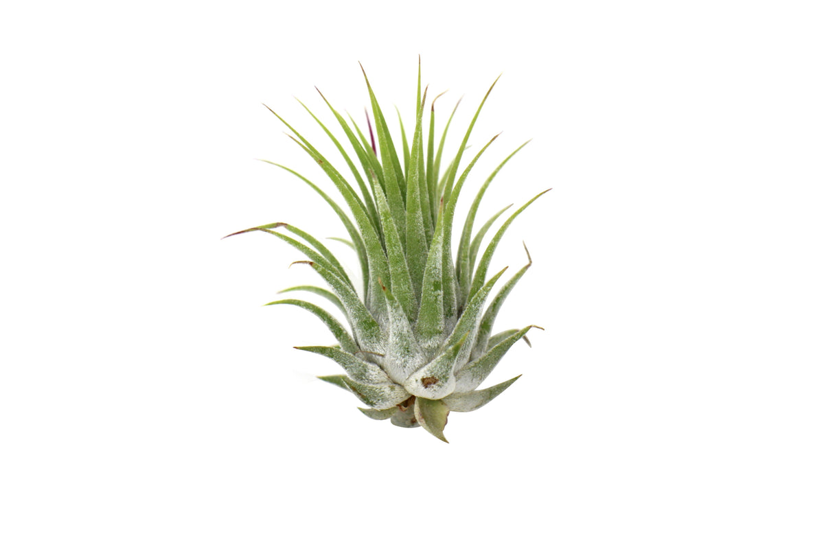 Tillandsia Air Plant Ionantha - 25 Pack – view 2