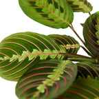 Maranta Red Prayer – view 2