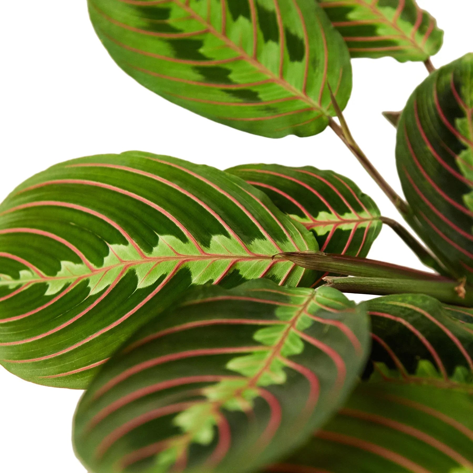 Maranta Red Prayer – view 2