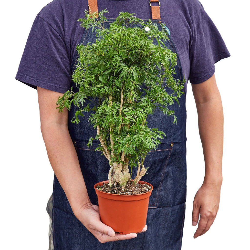 Aralia Ming Stump Plant – view 2