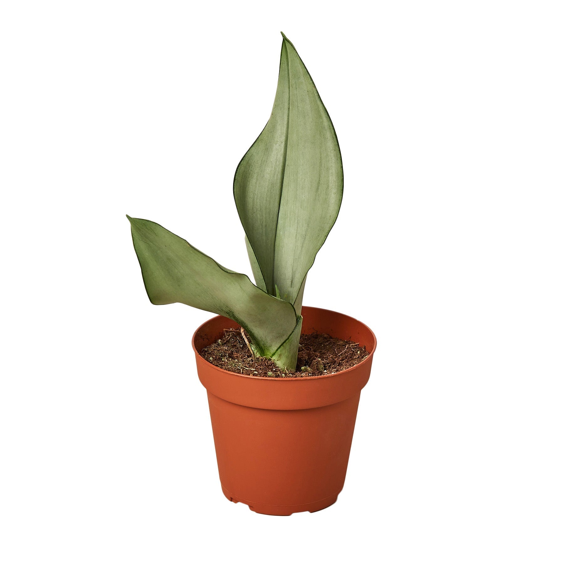 Snake Plant Moonshine Live Plant – 4" Nursery Pot