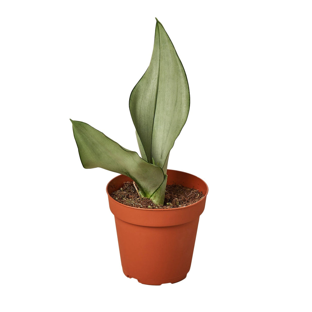 Snake Plant Moonshine (Sansevieria) in a nursery pot
