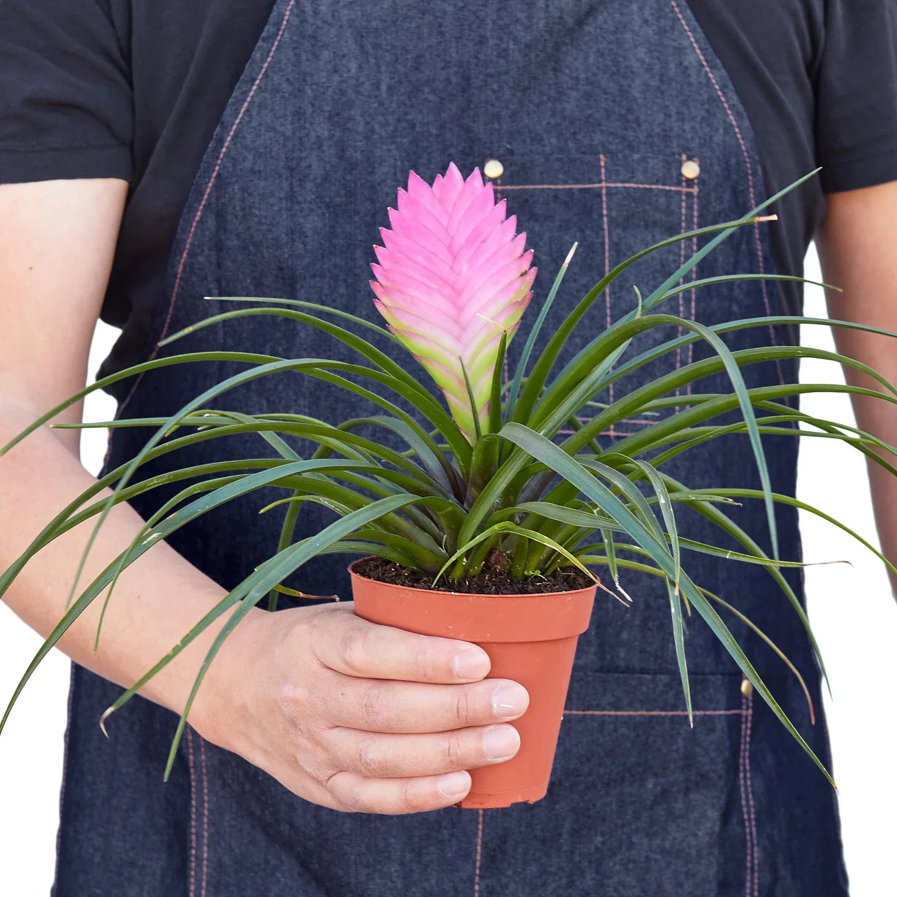 Bromeliad Cyanea 'Pink Quill' Live Plant