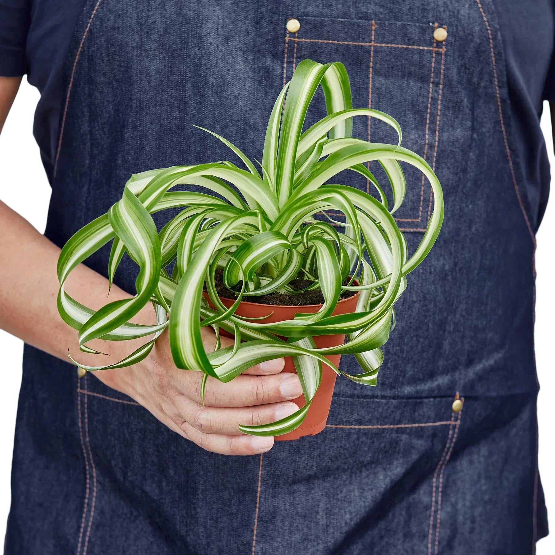 Spider Plant 'Bonnie' – view 3