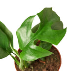 Philodendron Mini Monstera Minima – view 2