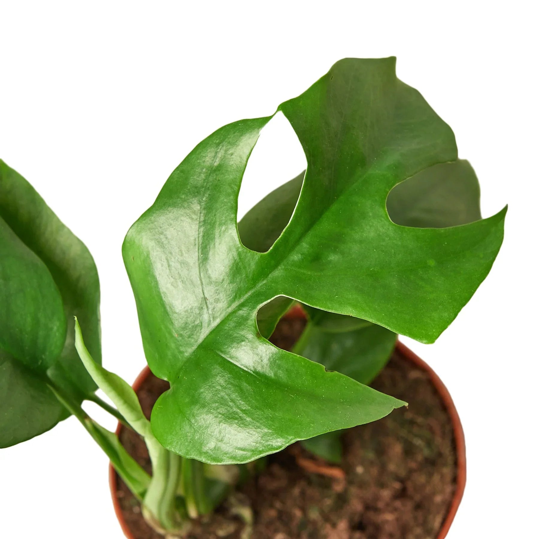 Philodendron Mini Monstera Minima – view 2