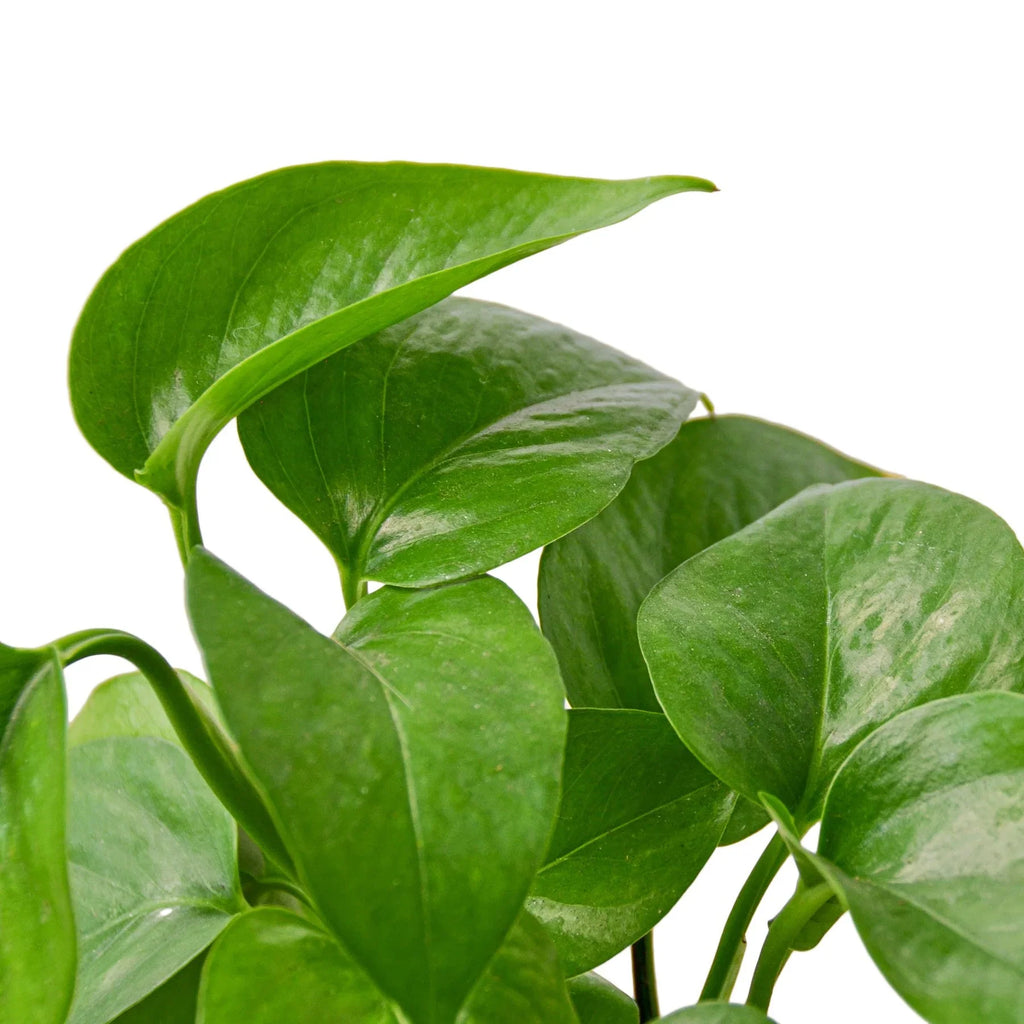 Pothos 'Green Queen' – view 2