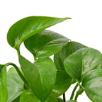 Pothos 'Green Queen' – view 2