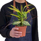 Dracaena 'Combo' – view 3