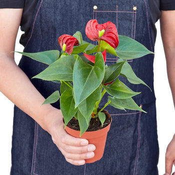 Anthurium 'Red' – view 9