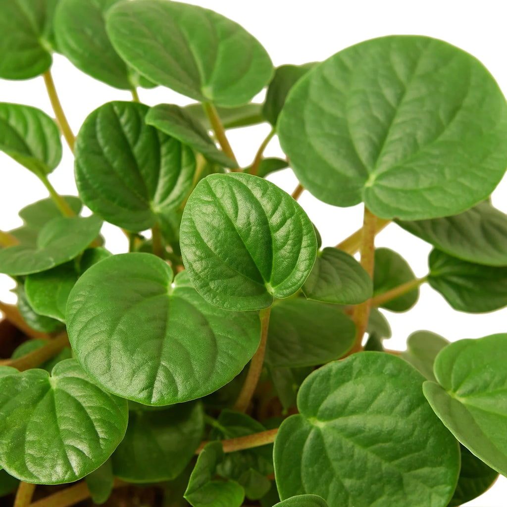 Peperomia 'Rana Verde' – view 2
