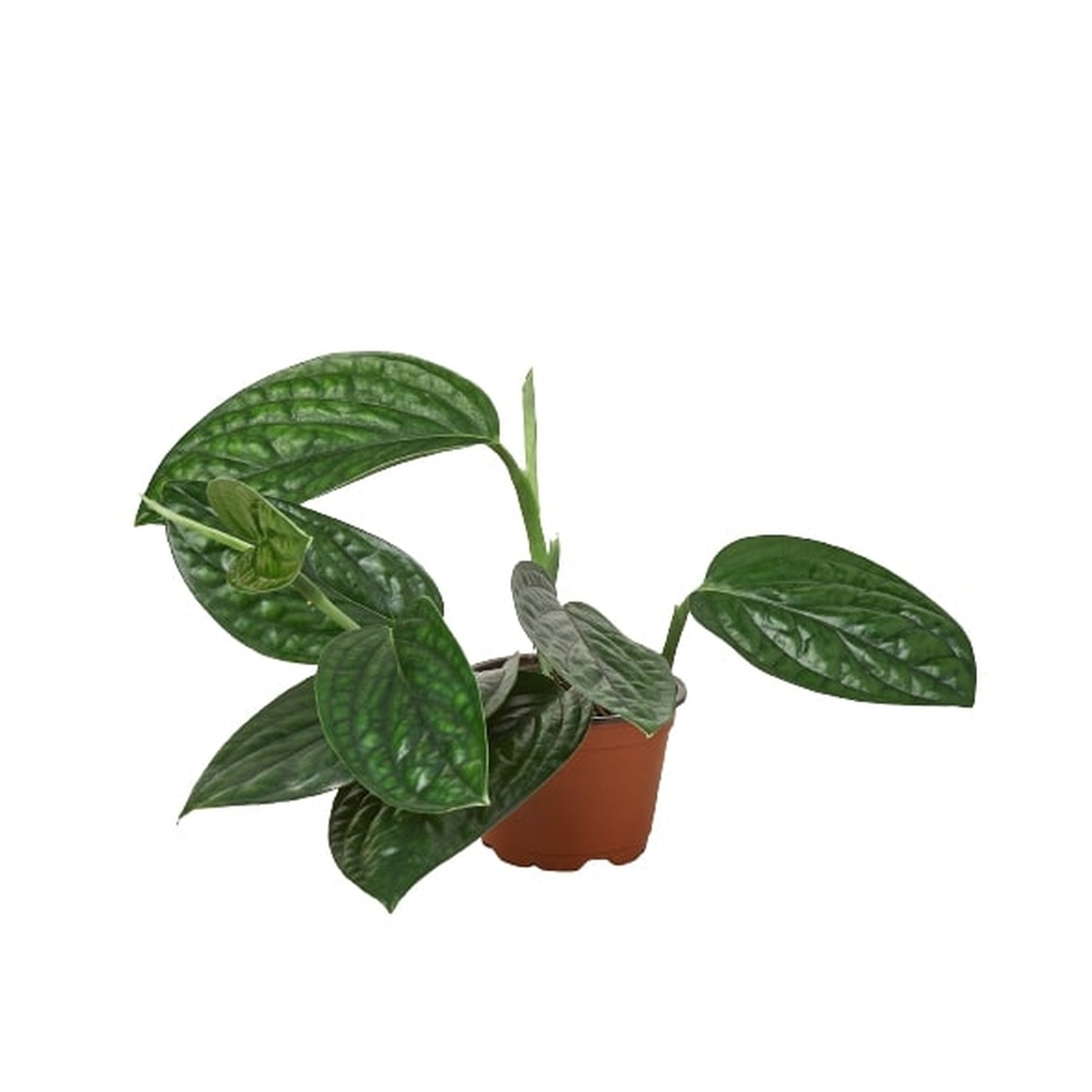 Monstera 'Peru'