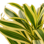 Dracaena 'Song of India' – view 2