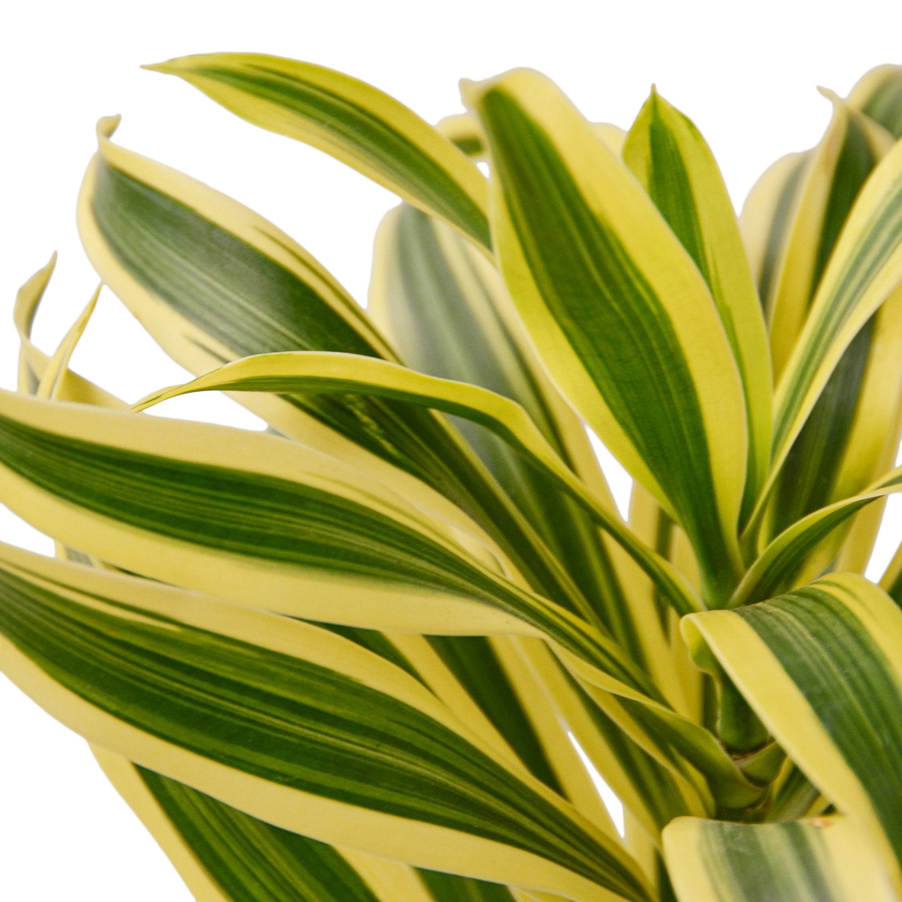 Dracaena 'Song of India' – view 2