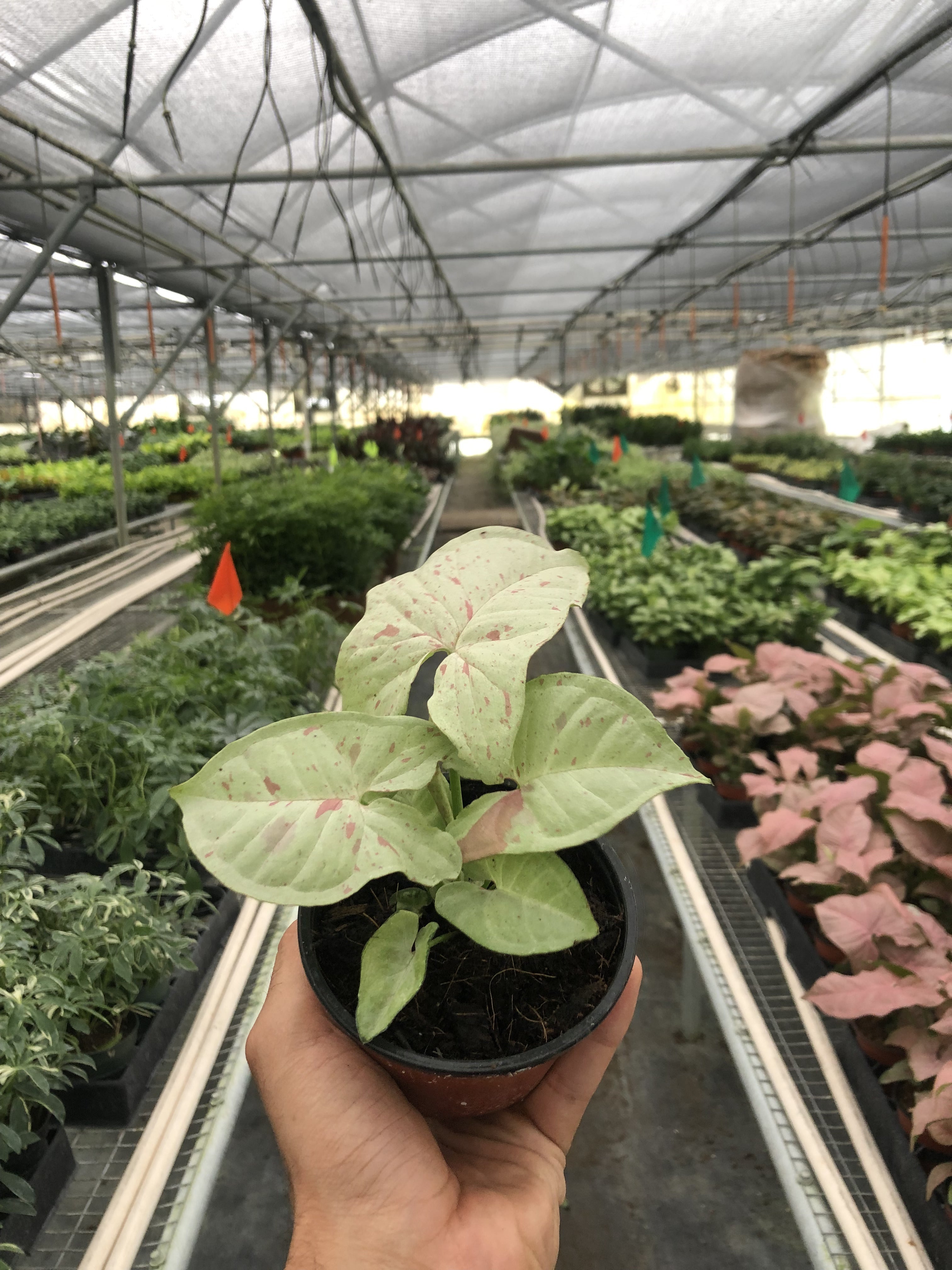 Syngonium 'Milk Confetti' – view 2