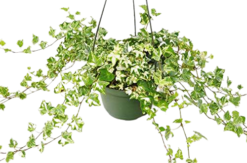 English Ivy 'Kolibre' – view 4