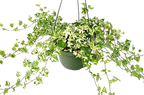 English Ivy 'Kolibre' – view 4