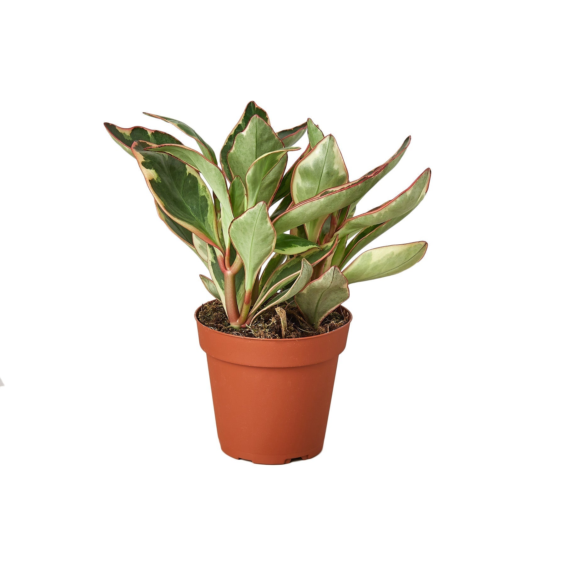 Peperomia 'Ginny' Live Plant – Nursery Pot