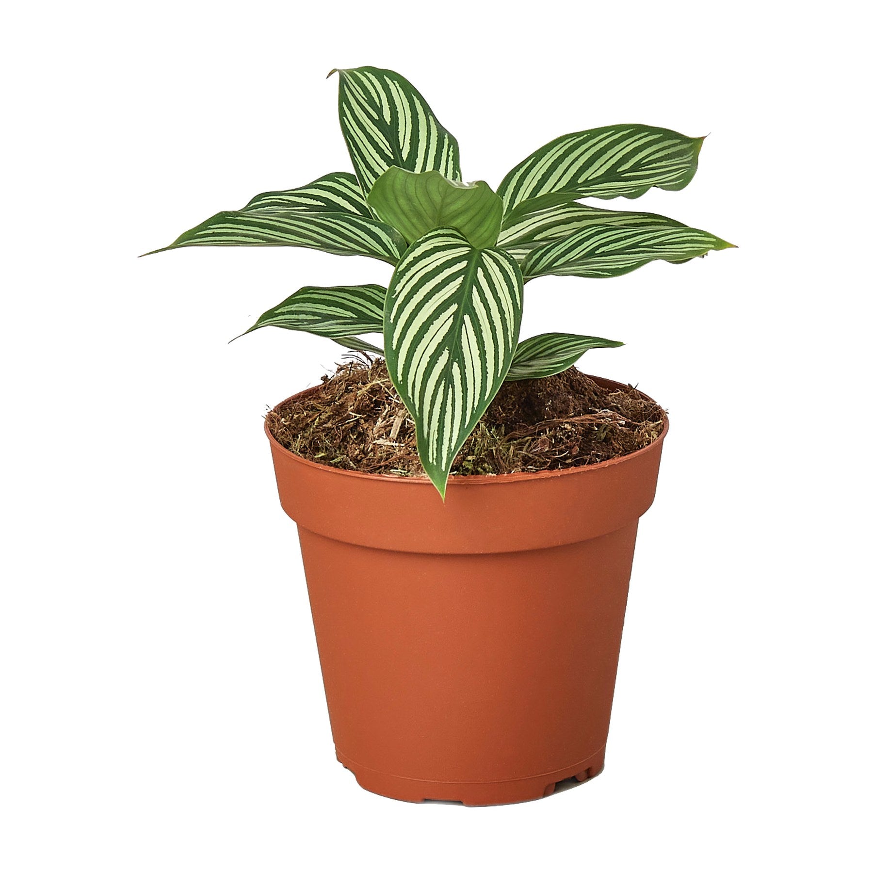 Calathea 'Vittata'