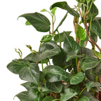 English Ivy 'Heart' – view 2