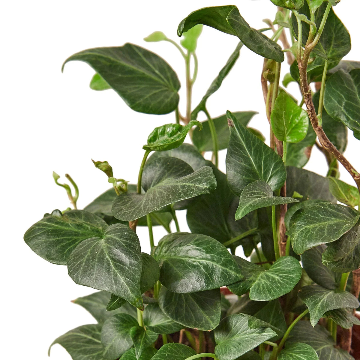 English Ivy 'Heart' – view 2