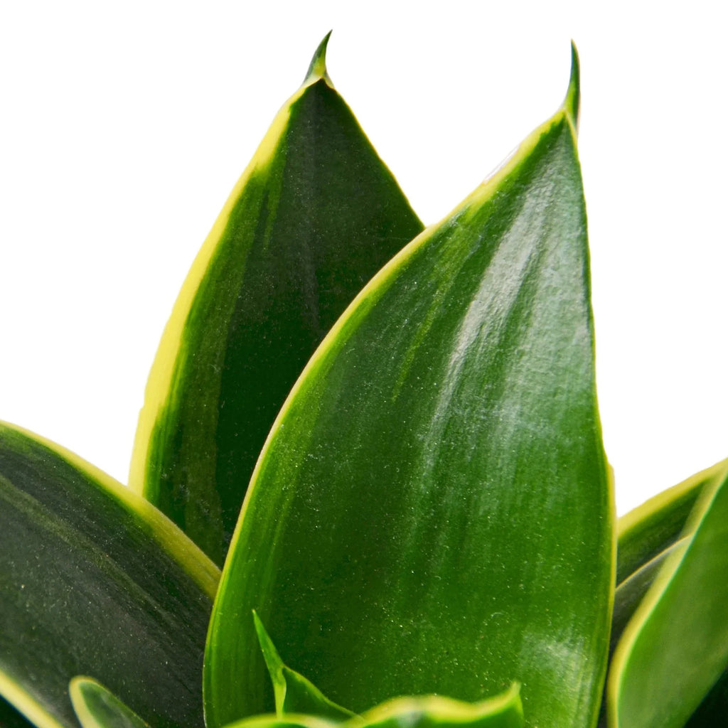 Snake Plant Emerald Star – view 2